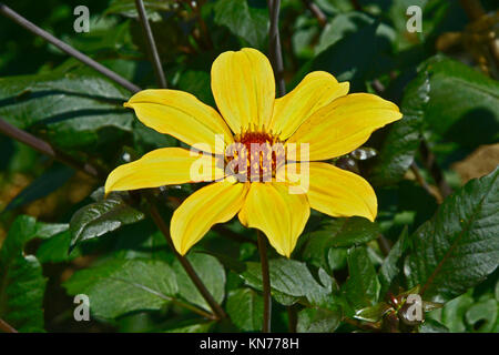 Blühende Dahlie 'Bischof von York'' in einem Garten Grenze Stockfoto