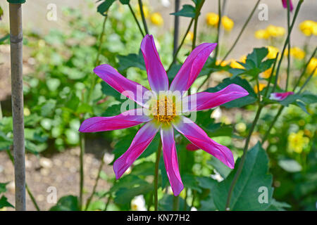 Blühende Dahlie 'Honka Rose' in einem Garten Grenze Stockfoto