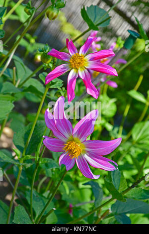 Blühende Dahlie 'Honka Rose' in einem Garten Grenze Stockfoto
