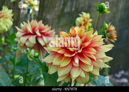 Blühende Dahlie 'azzling Magic' in einem Garten Grenze Stockfoto
