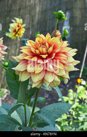 Blühende Dahlie 'azzling Magic' in einem Garten Grenze Stockfoto