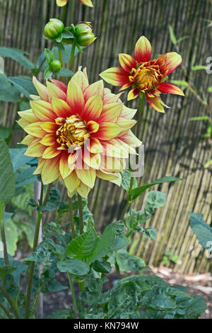 Blühende Dahlie 'azzling Magic' in einem Garten Grenze Stockfoto