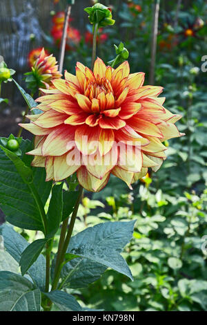 Blühende Dahlie 'azzling Magic' in einem Garten Grenze Stockfoto