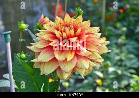 Blühende Dahlie 'azzling Magic' in einem Garten Grenze Stockfoto