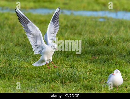 Schwarze Leitung Möwe (Chroicocephalus ridibundus) Fliegen über ein Feld und im Winter im Süden Großbritanniens zu landen. Stockfoto