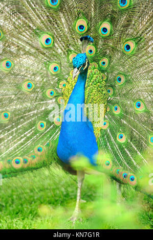 Schöne indische Pfau mit angefacht voll Heck Stockfoto