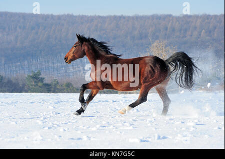 Pferd läuft Galopp auf dem Winter-Feld Stockfoto