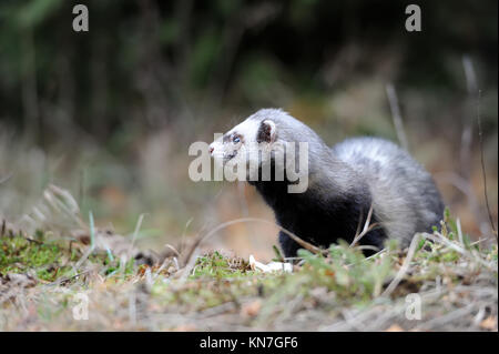 Wilden Iltis im Wald Stockfoto