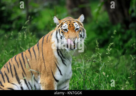 Amur-Tiger auf dem grünen Rasen im Sommertag Stockfoto