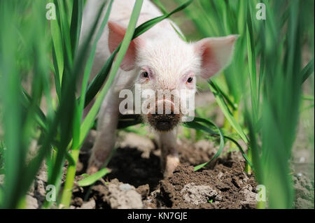 Ferkel auf Frühlingsgrün Rasen auf einem Bauernhof Stockfoto