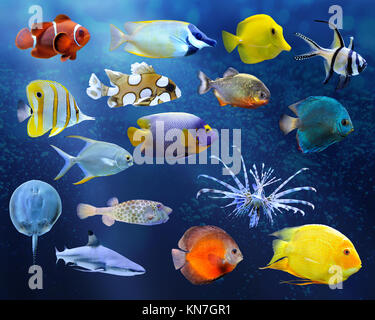 Große Sammlung von eine tropische Fische auf blauem Hintergrund Stockfoto