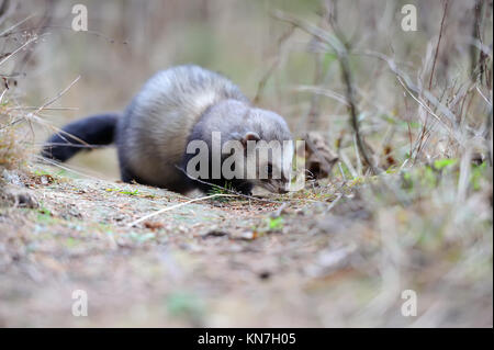 Enge wilden Iltis im Wald Stockfoto