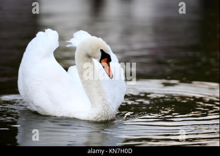 In der Nähe schöner Schwan Schwimmen im See Stockfoto