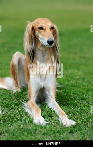 Schließen Sie braunen Barsoi Hund grünen Sommer Gras Stockfoto