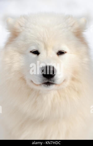 Samojeden Porträt Stockfoto