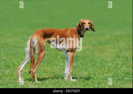 Schließen Sie braunen Barsoi Hund grünen Sommer Gras Stockfoto