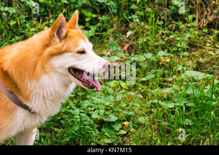 Isländischer Schäferhund typische Home Pet Gehen um tagsüber Spaziergang Park glücklich Zunge Süß hübsches Tier Stockfoto