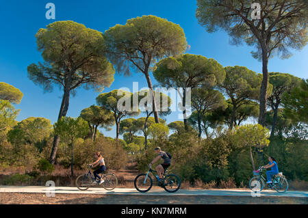 Radfahrer auf dem Radweg von Pinar de La Algaida, Donana Naturpark, Sanlucar de Barrameda, Provinz Cadiz, Andalusien, Spanien, Europa Stockfoto