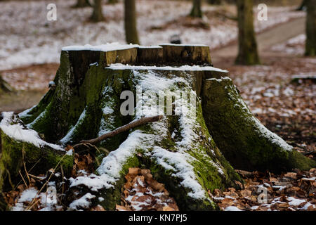 Alte Baumstamm in einer Stadt Park. Alter Baum im Winter Atmosphäre. Wald im Winter Landschaft Stockfoto