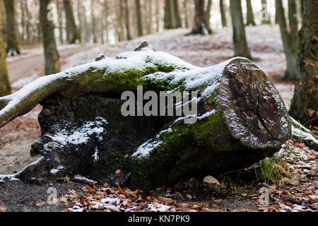 Alte Baumstamm in einer Stadt Park. Alter Baum im Winter Atmosphäre. Wald im Winter Landschaft Stockfoto