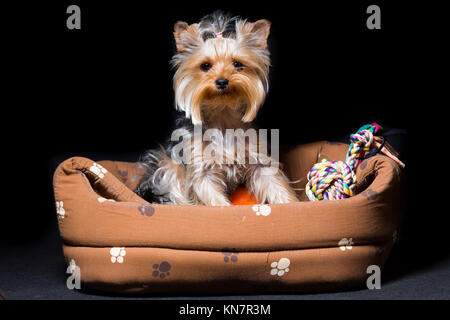 Miniatur Hunderasse Yorkshire Terrier mit einem elastischen Band auf sein Haar sitzt in seiner Couch, auf Schwarz isoliert Stockfoto