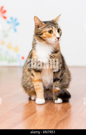 Schwangere Katze schildpatt ohne Rasse sitzt auf dem Boden Stockfoto