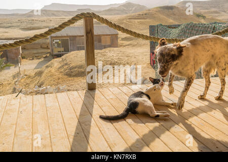 Hund und Katze spielen. Mit natürlichem Licht. Stockfoto