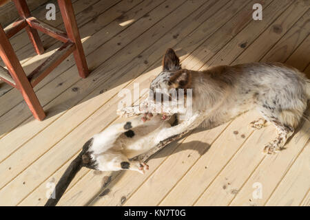 Hund und Katze spielen. Mit natürlichem Licht. Stockfoto