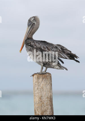 Eine Galápagos Braunpelikan (Pelecanus occidentalis urinator) steht auf einem Post. Dieser Vogel ist als Unterart endemisch auf Galapagos, der braunen Pe gesehen Stockfoto