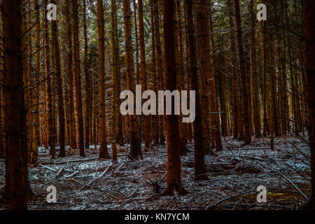 Stublbly Pine Tree trunks mit Schnee tief in einem Wald. Stockfoto