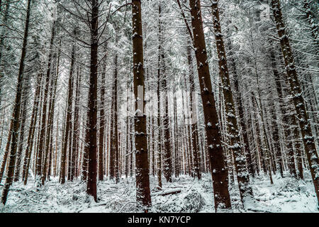 Stublbly Pine Tree trunks mit Schnee tief in einem Wald. Stockfoto