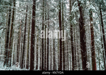 Stublbly Pine Tree trunks mit Schnee tief in einem Wald. Stockfoto