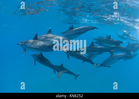 Pod von Spinner Delfinen schwimmen im klaren Wasser in Makena, Maui, Hawaii. Stockfoto