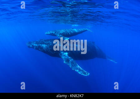 Mutter und Kalb, Humpback Wale schwimmen, Kihei, Maui, Hawaii. Stockfoto