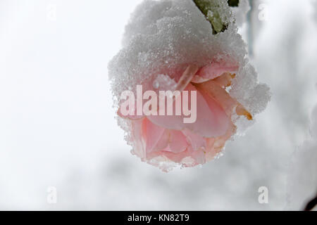 Letzte rosa New Dawn Rose der Saison blüht mit Schnee und Eis am 10. Dezember 2017 in Carmarthenshire Wales UK KATHY DEWITT Stockfoto