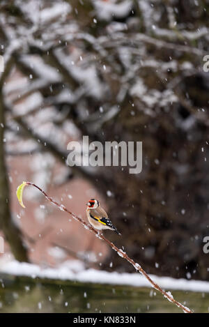 Warwickshire, Großbritannien. 10 Dez, 2017. Winter Schnee Sturm Wetter, Warwickshire, Großbritannien. 10. Dezember 2017. Gemeinsame britische Vögel füttern auf eine Vogelzufuhr in einem Haus Garten. Gutschrift: 79 Fotografie/Alamy leben Nachrichten Stockfoto