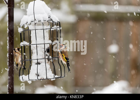 Warwickshire, Großbritannien. 10 Dez, 2017. Winter Schnee Sturm Wetter, Warwickshire, Großbritannien. 10. Dezember 2017. Gemeinsame britische Vögel füttern auf eine Vogelzufuhr in einem Haus Garten. Gutschrift: 79 Fotografie/Alamy leben Nachrichten Stockfoto