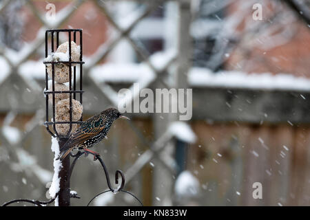 Warwickshire, Großbritannien. 10 Dez, 2017. Winter Schnee Sturm Wetter, Warwickshire, Großbritannien. 10. Dezember 2017. Gemeinsame britische Vögel füttern auf eine Vogelzufuhr in einem Haus Garten. Gutschrift: 79 Fotografie/Alamy leben Nachrichten Stockfoto