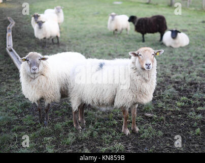 Michelstadt-Rehbach, Deutschland. Dezember 2017. Schafe auf einem Feld in Michelstadt-Rehbach, Deutschland, 7. Dezember 2017. Nach der Entdeckung mehrerer toter Tiere im Odenwald ist klar, dass mindestens ein Wolf schuld ist. Schäfer sind besonders besorgt. Vermerk: Arne Dedert/dpa/Alamy Live News Stockfoto