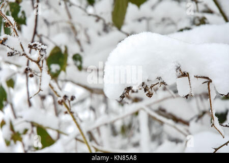 Cannock Chase, UK. 10. Dezember, 2017. Cannock Chase und die umliegenden Bereiche mit starker Schneefall in der gesamten Sonntag, den 10. Dezember 2017 behandelt. Schulen sind für Montag geschlossen, da die Temperaturen zu kämpfen über dem Gefrierpunkt zu erreichen sind, so dass kein Tauwetter in absehbarer Zeit zu erwarten ist. Credit: Daniel James Armishaw/Alamy leben Nachrichten Stockfoto