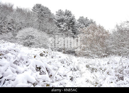Cannock Chase, UK. 10. Dezember, 2017. Cannock Chase und die umliegenden Bereiche mit starker Schneefall in der gesamten Sonntag, den 10. Dezember 2017 behandelt. Schulen sind für Montag geschlossen, da die Temperaturen zu kämpfen über dem Gefrierpunkt zu erreichen sind, so dass kein Tauwetter in absehbarer Zeit zu erwarten ist. Credit: Daniel James Armishaw/Alamy leben Nachrichten Stockfoto