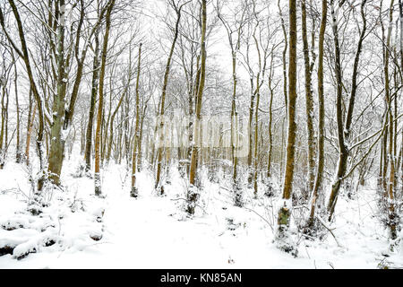 Cannock Chase, UK. 10. Dezember, 2017. Cannock Chase und die umliegenden Bereiche mit starker Schneefall in der gesamten Sonntag, den 10. Dezember 2017 behandelt. Schulen sind für Montag geschlossen, da die Temperaturen zu kämpfen über dem Gefrierpunkt zu erreichen sind, so dass kein Tauwetter in absehbarer Zeit zu erwarten ist. Credit: Daniel James Armishaw/Alamy leben Nachrichten Stockfoto