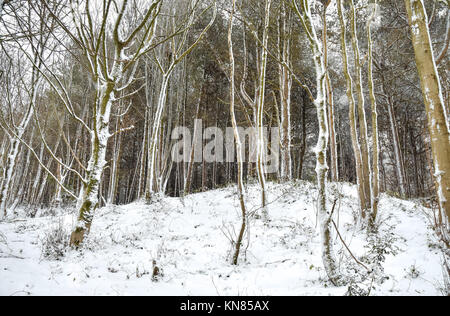 Cannock Chase, UK. 10. Dezember, 2017. Cannock Chase und die umliegenden Bereiche mit starker Schneefall in der gesamten Sonntag, den 10. Dezember 2017 behandelt. Schulen sind für Montag geschlossen, da die Temperaturen zu kämpfen über dem Gefrierpunkt zu erreichen sind, so dass kein Tauwetter in absehbarer Zeit zu erwarten ist. Credit: Daniel James Armishaw/Alamy leben Nachrichten Stockfoto