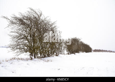 Cannock Chase, UK. 10. Dezember, 2017. Cannock Chase und die umliegenden Bereiche mit starker Schneefall in der gesamten Sonntag, den 10. Dezember 2017 behandelt. Schulen sind für Montag geschlossen, da die Temperaturen zu kämpfen über dem Gefrierpunkt zu erreichen sind, so dass kein Tauwetter in absehbarer Zeit zu erwarten ist. Credit: Daniel James Armishaw/Alamy leben Nachrichten Stockfoto