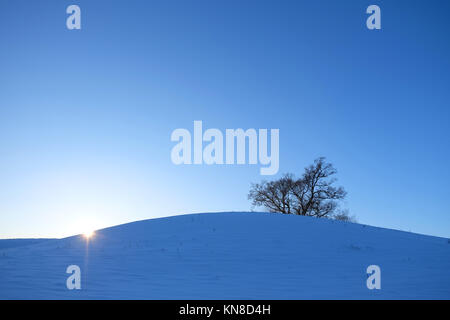 Titley, Herefordshire, UK - Dezember 2017 - Die Sonne beginnt hinter einem Mid winter Eiche in einer Landschaft von tiefem Schnee in der Nähe von Titley in ländlichen Westen Herefordshire zu setzen. Über 25 cm Schnee sitzt auf diesem Hügel. Foto Steven Mai/Alamy leben Nachrichten Stockfoto