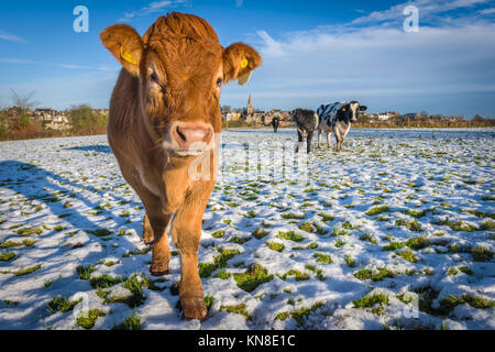 Malmesbury, Großbritannien. 11 Dez, 2017. UK Wetter - nach der vorherigen Tage starker Schneefall, eine Herde von Kühen genießen Sie einen kurzen Zauber der Sonnenschein in die Felder in der Umgebung des Wiltshire Hügel Stadt Malmesbury. Credit: Terry Mathews/Alamy leben Nachrichten Stockfoto