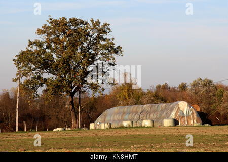Heu in Ballen auf großen Haufen und mit Nylon, die unter mächtigen hohen Baum und mit getrocknetem Gras und Waldvegetation bei Sonnenuntergang umgeben Stockfoto