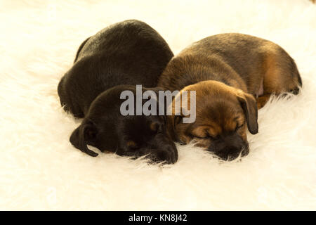 Zwei Jack Russel Welpen schlafen auf ein Schaf Haut auf weißem Hintergrund Stockfoto