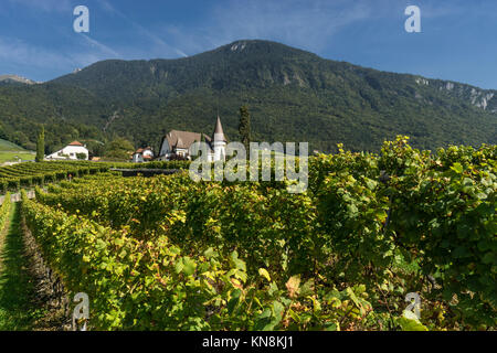 Château Maison Blanche, Weinberge, Yvorne, Region Lavaux, Genfer See, Schweizer Alpen, Schweiz Stockfoto