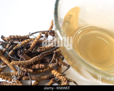 Wählen Sie Fokus der Pilz Cordyceps (CHONG CAO) diese Kräuter. Mit einem Glas Wasser, Wasser aus dem Ophiocordyceps sinensis Hinzufügen extrahieren. Arzneimittel Prop Stockfoto